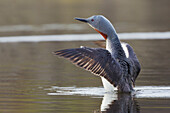 Red-throated Loon Drying Wings