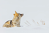 Kojote, Winterruhe