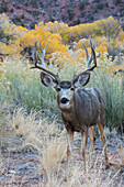 Mule deer buck, high desert autumn