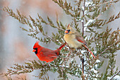 Northern cardinal male and female in red cedar tree in winter snow, Marion County, Illinois.