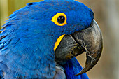 Blue Hyacinth Macaw, Anodorhynchus hyacinthinus.