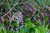 Brazil, Mato Grosso, The Pantanal, Rio Cuiaba, jaguar, (Panthera onca). Jaguar hunting in water hyacinth.