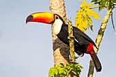 Brazil, Mato Grosso, The Pantanal, toco toucan, (Ramphastos toco), papaya tree, (Carica papaya). A toco toucan in a papaya tree.