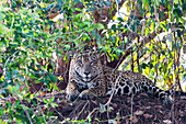 Brasilien, Mato Grosso, Pantanal, Rio Cuiaba, Jaguar (Panthera onca). Jaguar beobachtet vom Flussufer aus.
