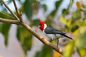 Brazil, Mato Grosso, The Pantanal, red-crested cardinal, (Paroaria coronata). Red-crested cardinal on a branch.
