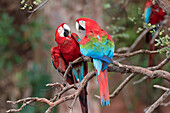 Brazil, Mato Grosso do Sul, Jardim, Sinkhole of the Macaws. A pair of red-and-green macaws interacting together.