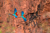 Brasilien, Mato Grosso do Sul, Jardim, Doline der Aras. Rot-grüne Aras, die in der Doline gegen die orangefarbenen Klippen fliegen.