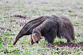 Brazil, Mato Grosso do Sul, near Bonito. Giant anteater walking in a field searching for ants and insects.