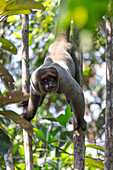 Brasilien, Amazonas, Manaus, Amazonas EcoPark Jungle Lodge. Gewöhnlicher Wollaffe, der mit seinem Greifschwanz von den Bäumen hängt.