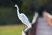 Brazil, The Pantanal, Porto Jofre, great egret, Ardea alba. Great egret stands on the railing of the bridge at Porto Jofre while looking for fish in the water.