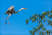 Great Blue Heron bereitet sich darauf vor, auf einem Baum über dem brasilianischen Pantanal mit blauem Himmel im Hintergrund zu landen