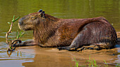 Brasilien. Ein Capybara (Hydrochoerus hydrochaeris) ist ein Nagetier, das häufig im Pantanal vorkommt, dem größten tropischen Feuchtgebiet der Welt, das zum UNESCO-Weltkulturerbe gehört.