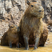 Brazil. A capybara (Hydrochoerus hydrochaeris) is a rodent commonly found in the Pantanal, the world's largest tropical wetland area, UNESCO World Heritage Site.