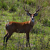 Brazil. A male marsh deer (Blastocerus dichotomus) has not yet shed its velvet from its antlers in the Pantanal, the world's largest tropical wetland area, UNESCO World Heritage Site.