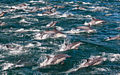 Gemeine Langschnabeldelfine, Meer von Cortez, Baja California, Mexiko