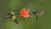 Männliche und weibliche Green breasted Mango Kolibris fliegen, Costa Rica