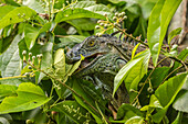 Costa Rica, Biologische Forschungsstation La Selva. Grüner Leguan füttern