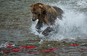 Brown bear fishing, Katmai National Park, Alaska, USA