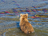 Brown bear fishing in shallow waters, Katmai National Park, Alaska, USA