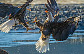 USA, Alaska, Chilkat Bald Eagle Preserve, Weißkopfseeadler nach Fliegen
