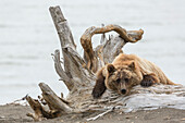 Coastal Grizzly Bear (Ursus Arctos) Hängt auf einem Baumstumpf, Alaska.