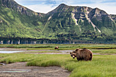 USA, Alaska, Katmai-Nationalpark, Hallo Bay. Küstenbraunbär, Grizzly, Ursus Arctos. Grizzlybären fressen Seggen in einem Salzwassersumpf.