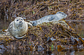 USA, Alaska, Katmai-Nationalpark. Seehund, Phoca Vitulina, ruht auf mit Algen bedeckten Felsen in der Bucht von Kinak.