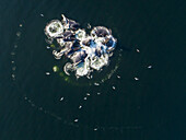 USA, Alaska, Aerial view of Humpback Whales (Megaptera novaeangliae) bubble net feeding on school of herring fish on Frederick Sound on summer afternoon