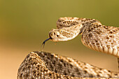 USA, Arizona, Santa Cruz County. Close-up of coiled western diamondback rattlesnake