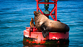 Steller sea lion (Eumetopias Jubatus) on harbor buoy, Ventura, California, USA