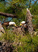 USA, Florida, North Ft. Meyers. Amerikanischer Weißkopfseeadler, Paar am Nest