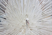 USA, Fla, White peacock in breeding plumage.