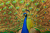 USA, Florida, St. Augustine, Male peacock strutting in breeding plumage.