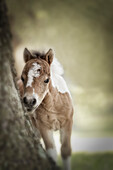 Baby Miniaturpferd malen Fohlen