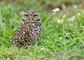 Burrowing owl, Athene cunicularia, Florida.