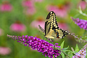 Riesiger Schwalbenschwanzschmetterling (Papilio cresphontes) auf Schmetterlingsstrauch (Buddlei davidii), Marion County, Illinois