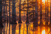 Cypress trees at sunset in fall Horseshoe Lake State Fish & Wildlife Area.