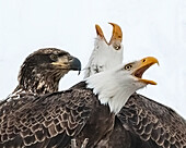 Two adult eagles squawking.