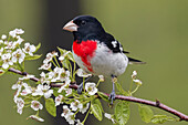 Male Rose-breasted Grosbeak in breeding plumage, Michigan.