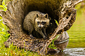 USA, Minnesota, young raccoon in log, captive