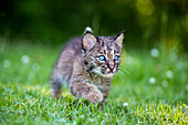USA, Minnesota, Sandstein, Baby Bobcat (Kätzchen)