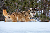 USA, Minnesota, Sandstone. Wolf walking in snow
