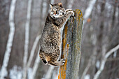 USA, Minnesota, Sandstone. Bobcat hanging from a tree stump