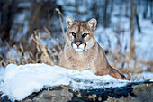 USA, Minnesota, Sandstone. Cougar on alert