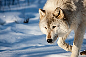 USA, Minnesota, Sandstone. Wolf walking in the snow