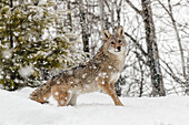 Gefangener Kojote im Schnee, Montana