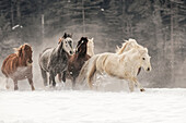 Pferd Roundup im Winter, Kalispell, Montana, Equus Ferus Caballus