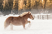 Belgisches Pferd Roundup im Winter, Kalispell, Montana. Equus ferus caballus