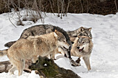 Grey Wolf oder Timber Wolf, Rudelverhalten im Winter, (Captive) Canis lupus, Montana