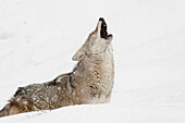 Captive coyote howling in snow, Montana
